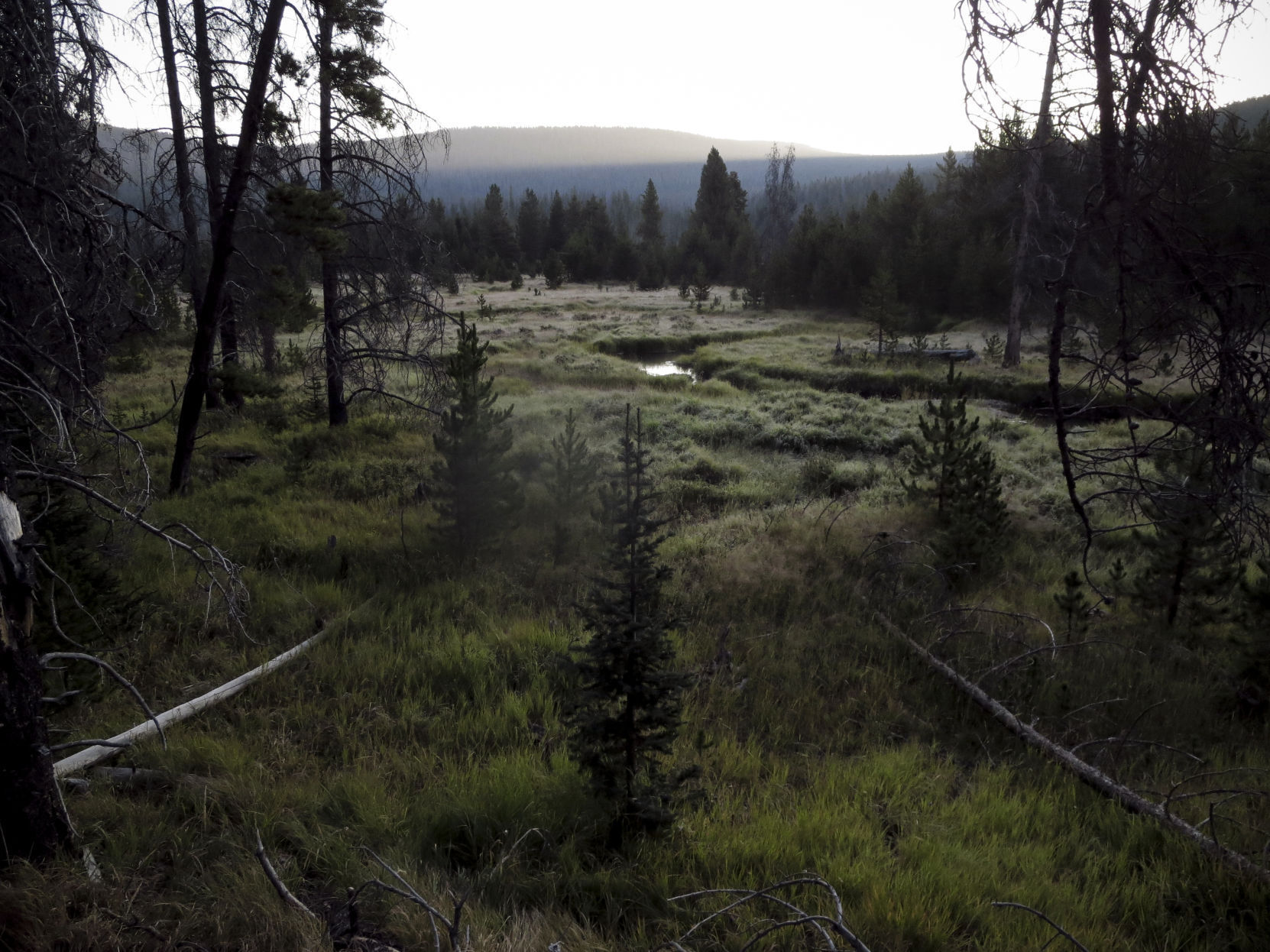 Blackfoot Meadows
